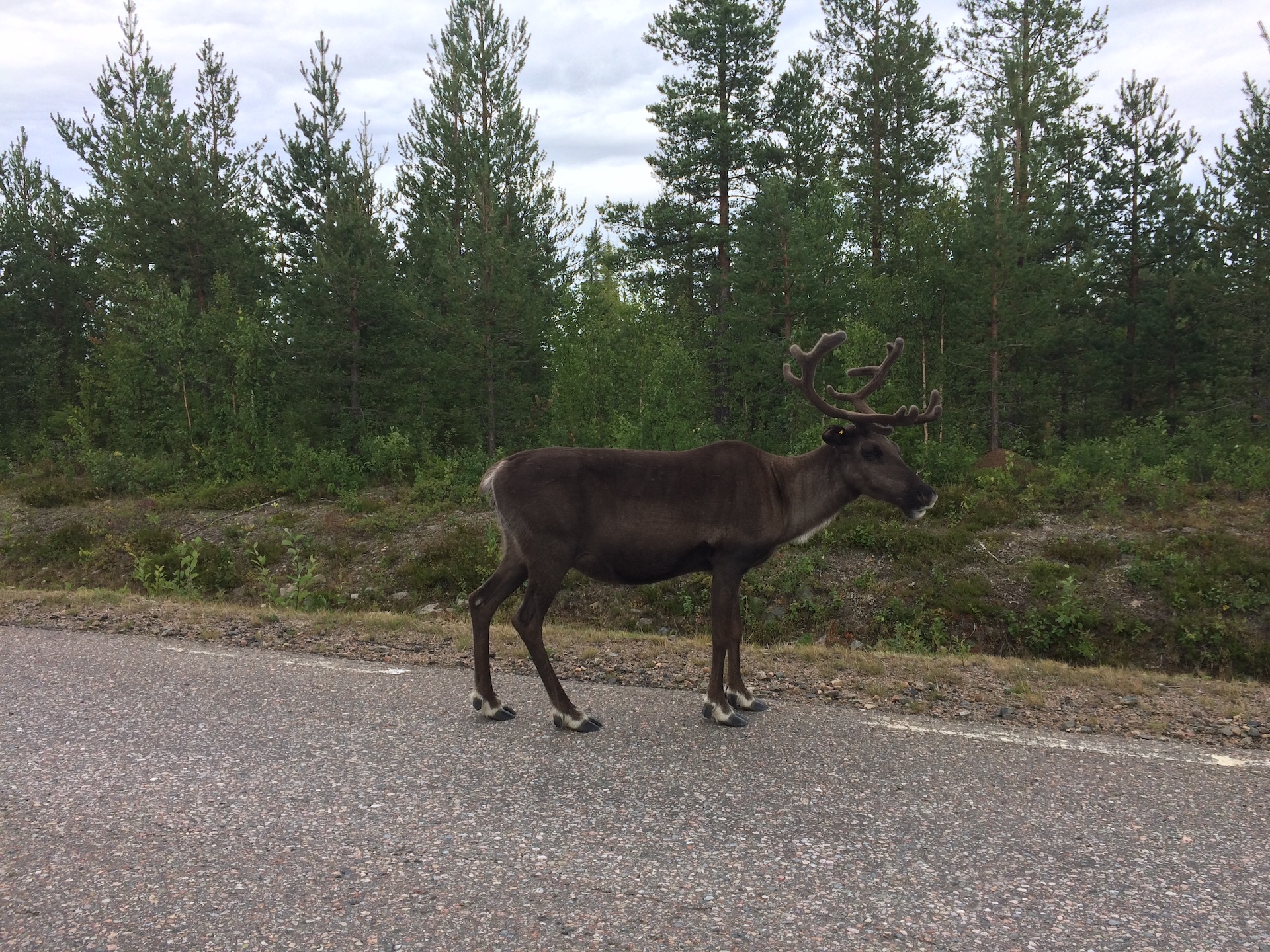 Sobů potkáte cestou na Nordkapp i zpět spoustu